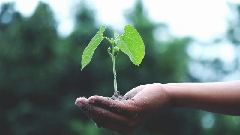 Person Holding a Plant