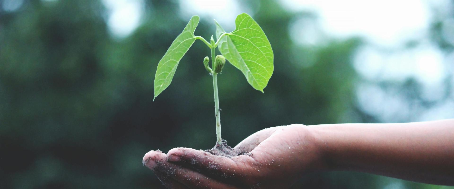 Person Holding a Plant